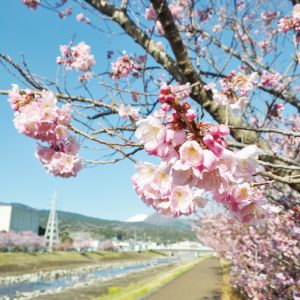 【南足柄桜めぐり】春めき桜が見頃を迎えています！