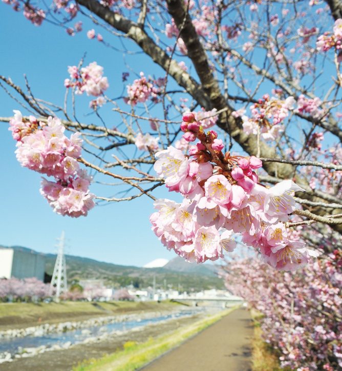 南足柄桜めぐり 春めき桜が見頃を迎えています 神奈川 東京多摩のご近所情報 レアリア