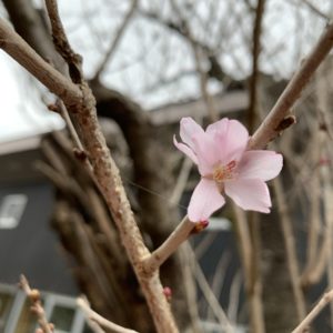 川崎・生田緑地の「コヒカンザクラ」が早くも開花＜2020年3月6日＞
