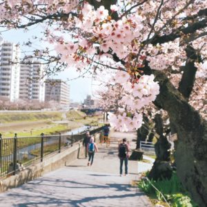 樹齢約100年 箱根園の一本桜 年も満開に ユーチューブでどうぞ 神奈川 東京多摩のご近所情報 レアリア