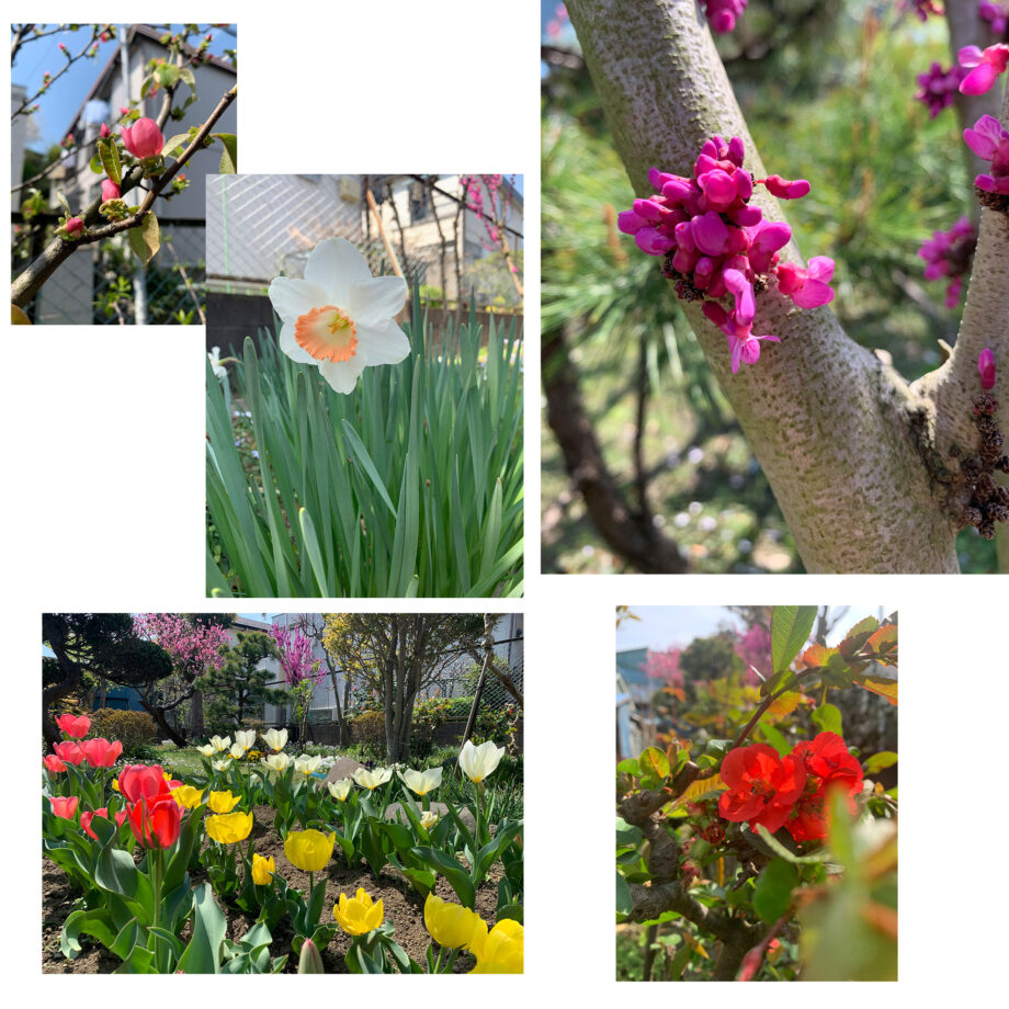 神奈川で４月に見られる花＆イベント