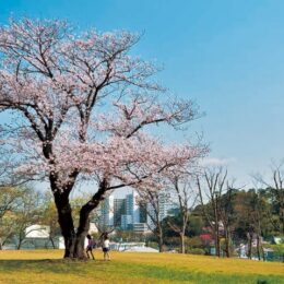 《港南区・栄区　桜ガイド2020》全7か所、一挙ご紹介