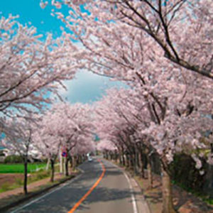 桜の新名所！小田原フラワーガーデン＆メモリアルロード