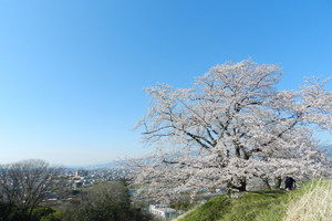 ドラマの撮影にも使われる小田原の丘に咲く見事な「中河原配水池の桜」