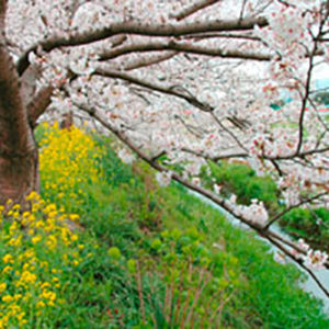 小田原から富士山も観られる、のどかな穴場的桜の名所！「富士見の桜土手」
