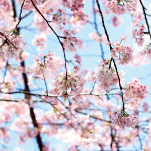 大和市「ふれあいの森」の桜