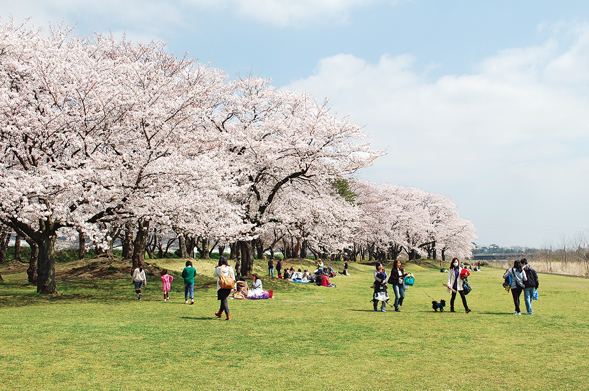 厚木・愛川・ 清川で「桜らんらん」 – レアリア