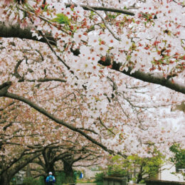 小田原から富士山も観られる、のどかな穴場的桜の名所！「富士見の桜土手」