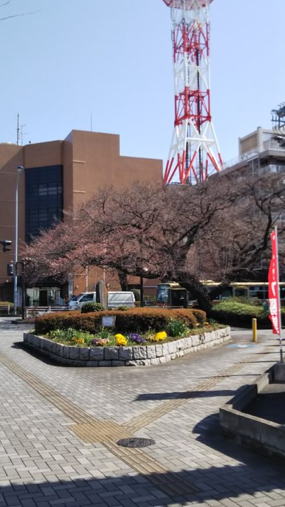 相模原市役所前に桜が咲き始めました【相模原市中央区中央】