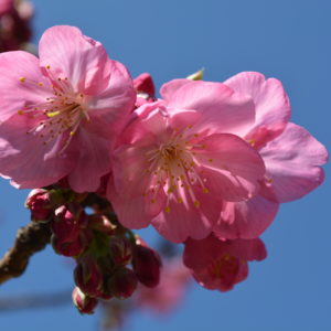 横浜・本牧山頂公園の「ヨコハマヒザクラ」が開花！