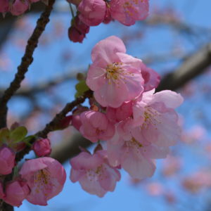 陽光桜（ヨウコウザクラ）【横浜市役所】