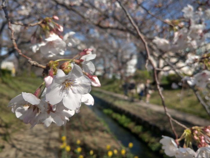 江川せせらぎ緑道で桜やチューリップが春の訪れを告げる【横浜・都筑区】