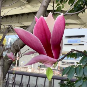 春の陽射しに紫色の木蓮（モクレン）を愛でる【横浜・山下橋】