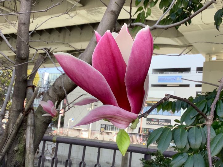 春の陽射しに紫色の木蓮（モクレン）を愛でる【横浜・山下橋】
