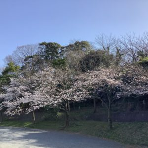 地元の子供たちに人気の公園で桜が楽しめる【横浜・山手見晴らし公園】