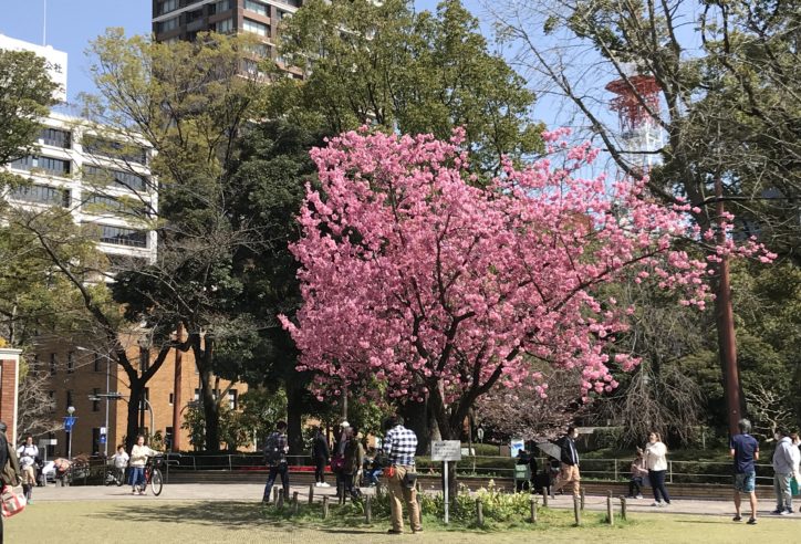 濃いピンク色で可愛い横浜緋桜と色鮮やかなチューリップが咲き誇る 横浜公園 神奈川 東京多摩のご近所情報 レアリア