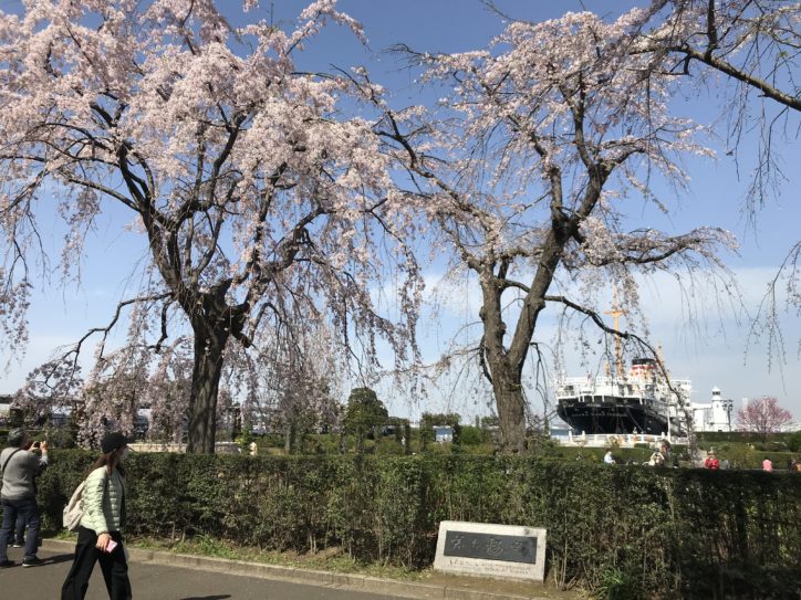 枝垂れ桜など約20本の桜が咲き誇る！海と空と花々に囲まれて山下公園を散策