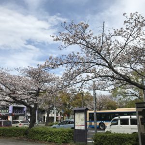 本牧通りでソメイヨシノが満開！桜色に賑わう【横浜・中区】