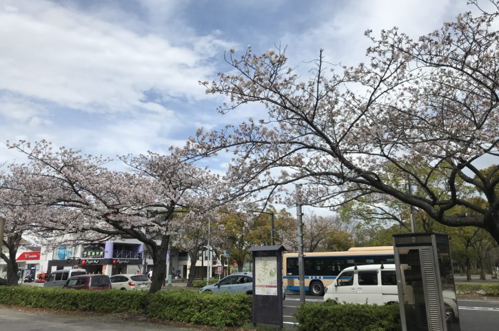 本牧通りでソメイヨシノが満開！桜色に賑わう【横浜・中区】