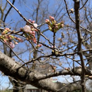 川崎・生田緑地で桜や富士山の大パノラマ望む！2020年は3月12日開花しました【枡形山広場展望台】