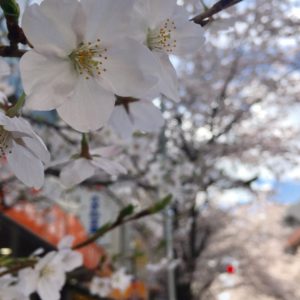 3月中旬頃から～八王子市南大沢周辺で桜が見頃を迎える