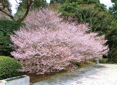 恩賜箱根公園 離宮跡地に300本の桜
