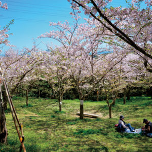 三浦按針ゆかりの地、横須賀「塚山公園」で静寂の桜見物