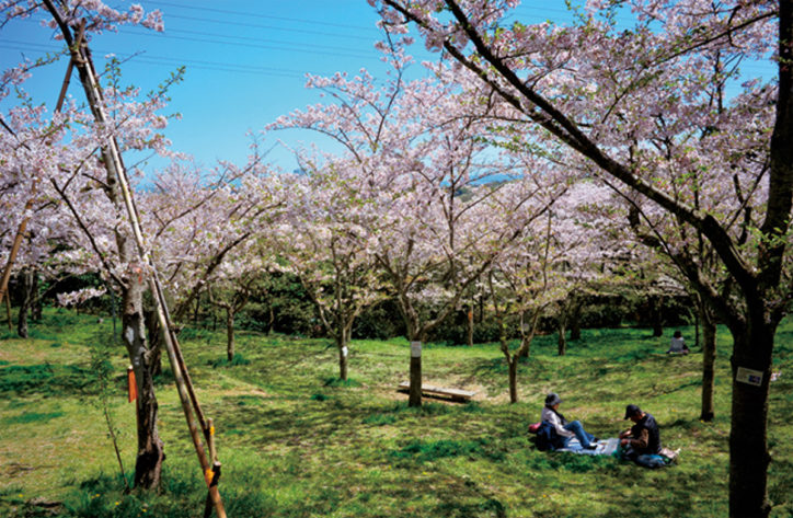 三浦按針ゆかりの地、横須賀「塚山公園」で静寂の桜見物
