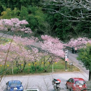 秦野・中丸沢の早咲き種「春めき桜」　 夜はライトアップも