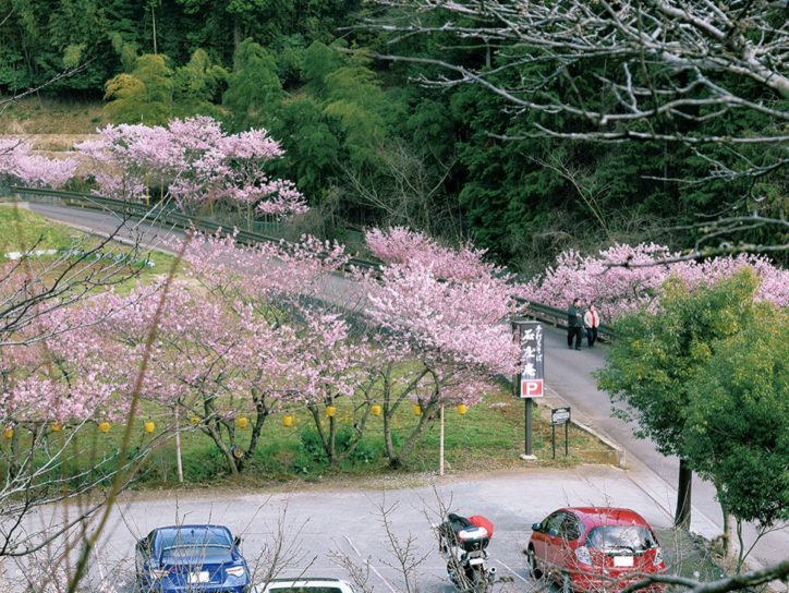 秦野・中丸沢の早咲き種「春めき桜」　 夜はライトアップも