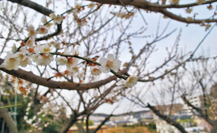 春告げる梅の花　横浜市泉区「岡津町ふれあい梅林」