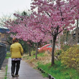 平瀬川上流域に春を運ぶ～河津桜から愛され桜の開花スタート＠川崎市
