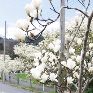 春告げるモクレン咲く横須賀「坂本芦名線」沿道