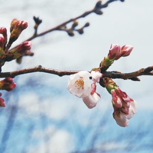 桜、照明で”映え”演出　近隣企業５年前から＜川崎市高津区・中原区＞
