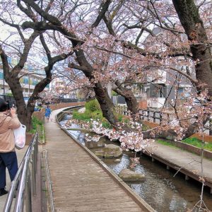 川崎市の二ヶ領用水が国文化財に正式登録 ！市民に親しまれる観光資源に