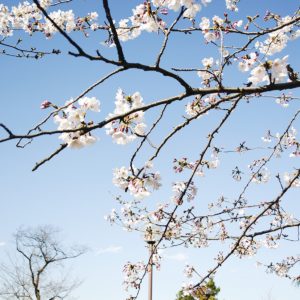 【横浜・神奈川区】可憐な桜の花・・・開花続々
