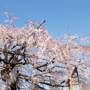 川崎・多摩区「須賀神社」しだれ桜 青空に映え　2020年の夜間ライトアップは自粛