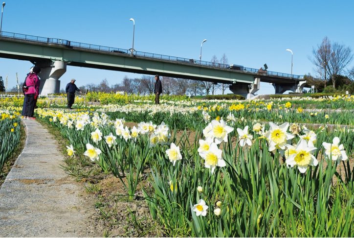 座間厚木間つなぐ 座架依橋下で10万株の花咲く「相模川水仙まつり」開催
