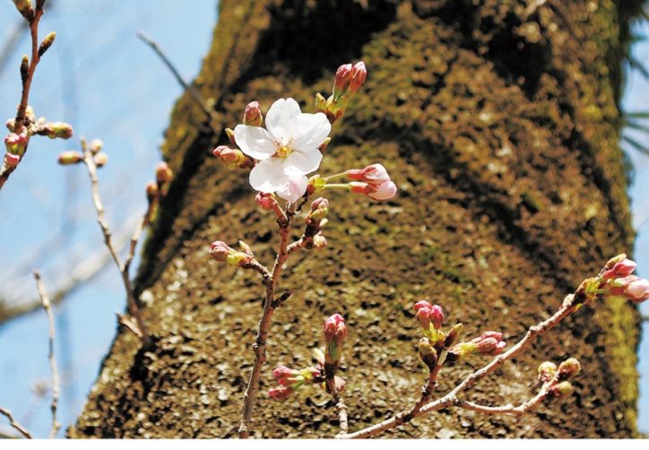 260本の桜咲く名所　平塚市総合公園ソメイヨシノやヤマザクラなど