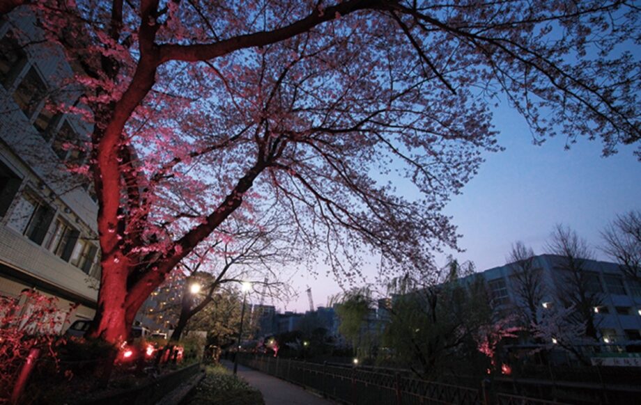 横浜市栄区・いたち川の桜並木　2021年も3月22日からライトアップ