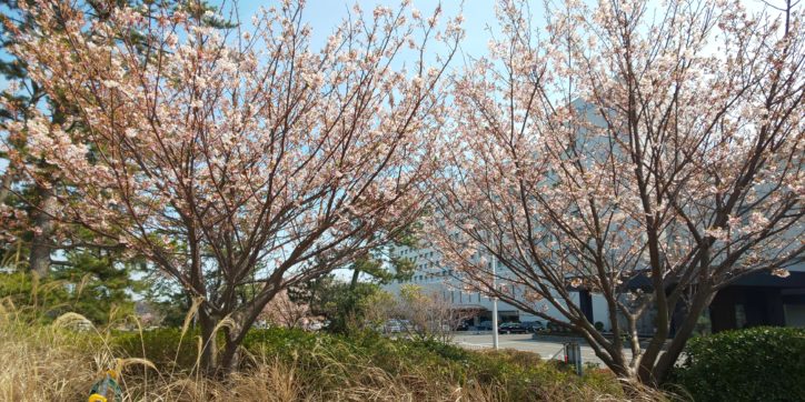 暖かな陽気に誘われて桜の木にメジロもお花見＠大磯プリンスホテル