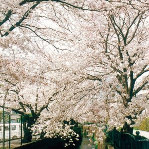 大船の砂押川沿いで「桜愛でる」見ごろは3月下旬から【鎌倉市岩瀬】
