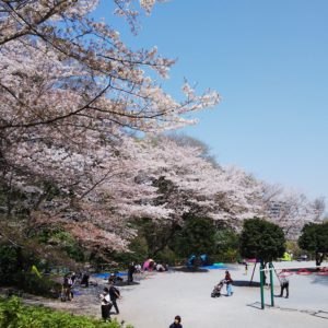 藤沢「新林公園」古民家のある日本原風景に癒され、桜いっぱいの公園を散策