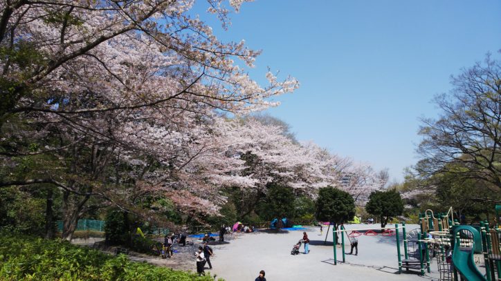 藤沢「新林公園」古民家のある日本原風景に癒され、桜いっぱいの公園を散策