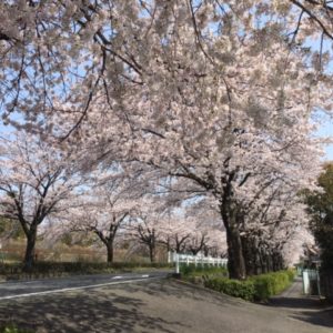 隠れた桜の名所小田原「しらさぎ会館横」桜のトンネル