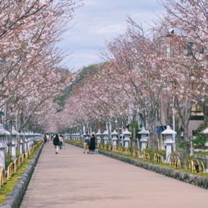 〈4月4日・5日〉松尾市長「感染防止へ鎌倉観光控えて」葛原岡・大仏ハイキングコースも再開延期