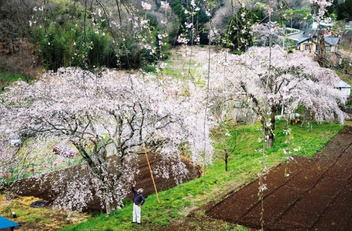 中井町に咲く三春滝桜の後継「まつもと滝桜」
