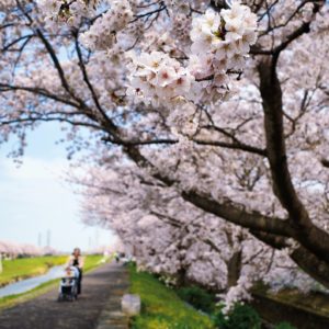 平塚市内各所で花見自粛の中、春の便り届く