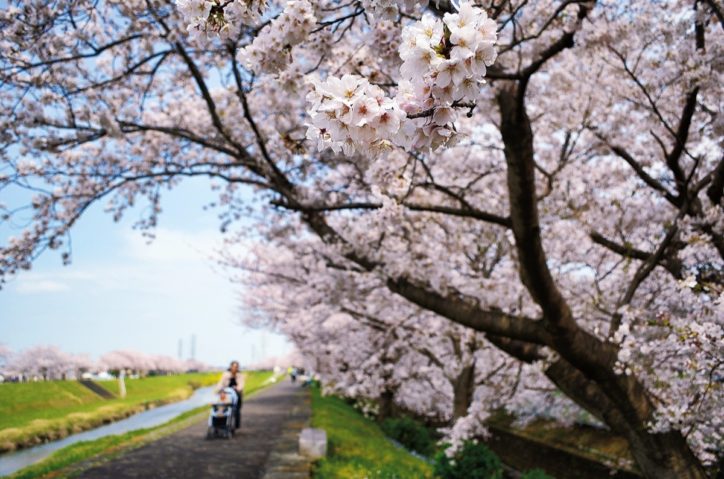 平塚市内各所で花見自粛の中、春の便り届く