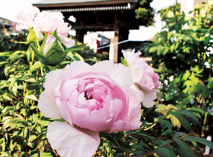 80種類を超える牡丹咲き誇る八王子 宗格院 神奈川 東京多摩のご近所情報 レアリア